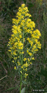 Image of <i>Solidago <i>speciosa</i></i> ssp. speciosa