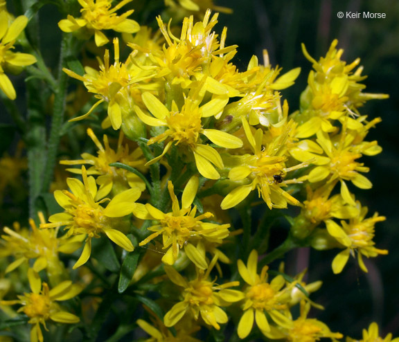 Image of <i>Solidago <i>speciosa</i></i> ssp. speciosa