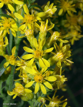 Image of <i>Solidago <i>speciosa</i></i> ssp. speciosa