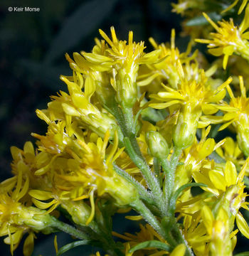 Image of <i>Solidago <i>speciosa</i></i> ssp. speciosa