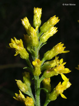 Image of <i>Solidago <i>speciosa</i></i> ssp. speciosa