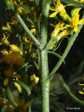 Image of <i>Solidago <i>speciosa</i></i> ssp. speciosa