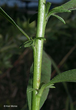 Image of <i>Solidago <i>speciosa</i></i> ssp. speciosa