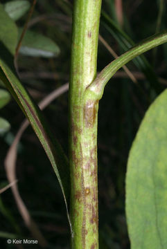 Image of <i>Solidago <i>speciosa</i></i> ssp. speciosa