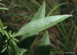 Image of <i>Solidago <i>speciosa</i></i> ssp. speciosa