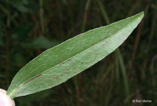 Image of <i>Solidago <i>speciosa</i></i> ssp. speciosa