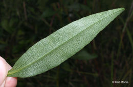 Image of <i>Solidago <i>speciosa</i></i> ssp. speciosa