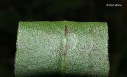 Image of <i>Solidago <i>speciosa</i></i> ssp. speciosa