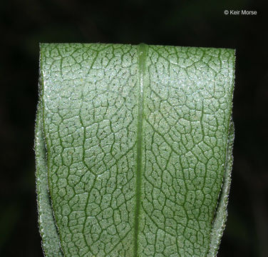 Image of <i>Solidago <i>speciosa</i></i> ssp. speciosa