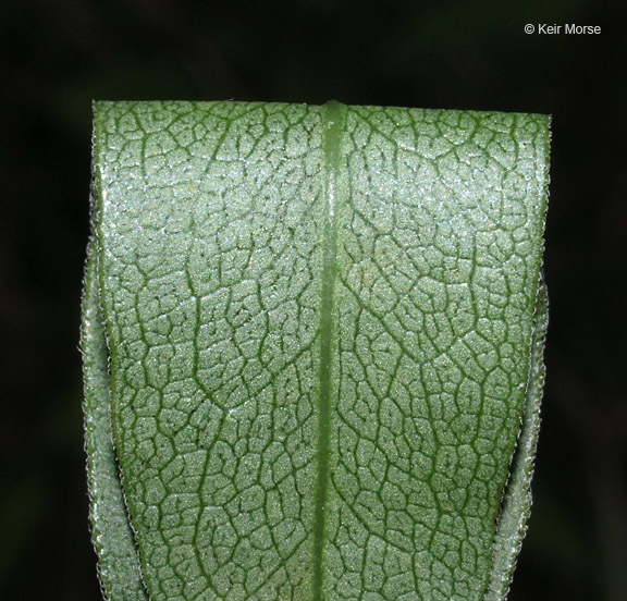 Image of <i>Solidago <i>speciosa</i></i> ssp. speciosa