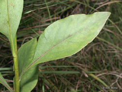 Image of <i>Solidago <i>speciosa</i></i> ssp. speciosa