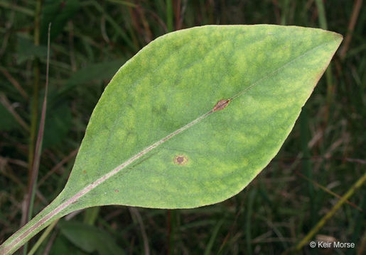 Image of <i>Solidago <i>speciosa</i></i> ssp. speciosa