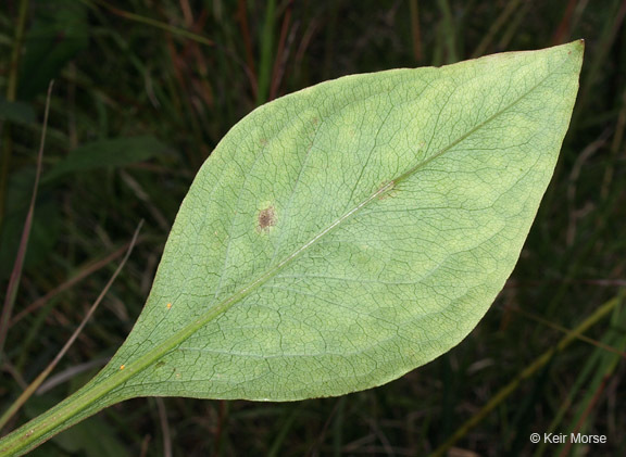 Image of <i>Solidago <i>speciosa</i></i> ssp. speciosa