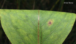 Image of <i>Solidago <i>speciosa</i></i> ssp. speciosa