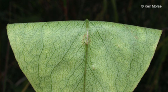 Image of <i>Solidago <i>speciosa</i></i> ssp. speciosa