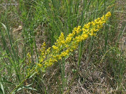 Image of <i>Solidago <i>speciosa</i></i> ssp. speciosa