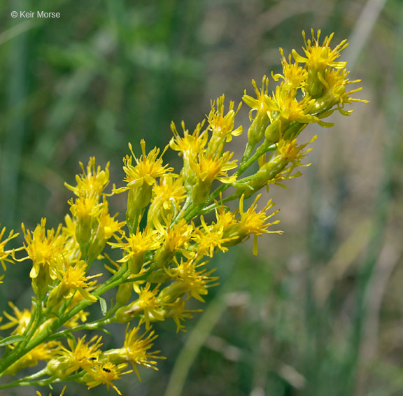 Image of <i>Solidago <i>speciosa</i></i> ssp. speciosa