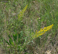 Image of <i>Solidago <i>speciosa</i></i> ssp. speciosa