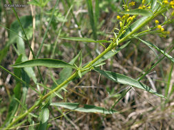 Image of <i>Solidago <i>speciosa</i></i> ssp. speciosa