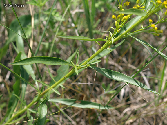 Image of <i>Solidago <i>speciosa</i></i> ssp. speciosa