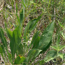 Plancia ëd <i>Solidago <i>speciosa</i></i> ssp. speciosa