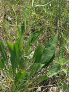 Image of <i>Solidago <i>speciosa</i></i> ssp. speciosa