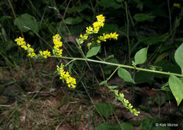 Image of autumn goldenrod