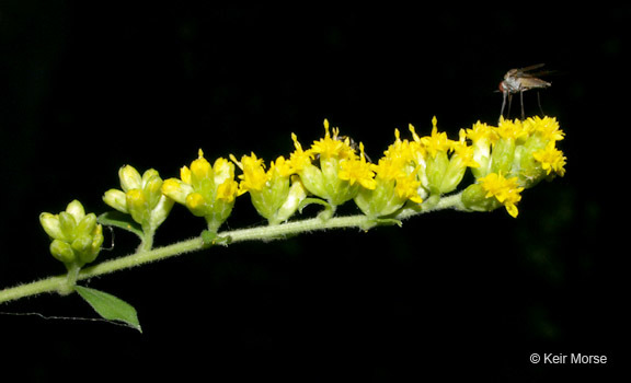 Image of autumn goldenrod