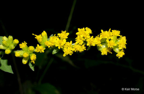 Image of autumn goldenrod