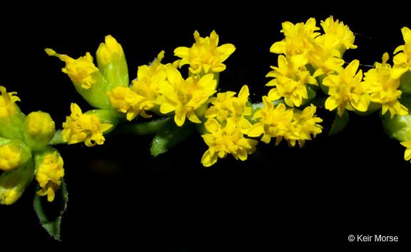 Image of autumn goldenrod