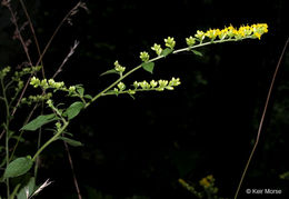 Image of autumn goldenrod