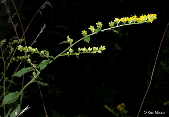 Image of autumn goldenrod