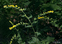 Image of autumn goldenrod