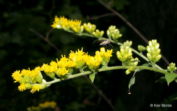 Image of autumn goldenrod