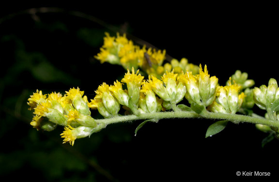 Image of autumn goldenrod