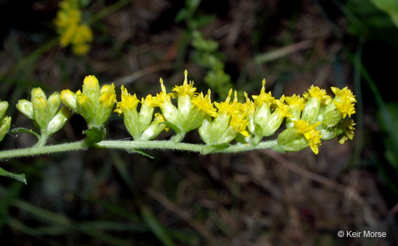 Image of autumn goldenrod