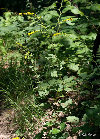 Image of autumn goldenrod