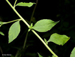 Image of autumn goldenrod