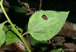 Image of autumn goldenrod