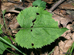 Image of autumn goldenrod