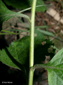 Слика од Solidago sphacelata Rafin.