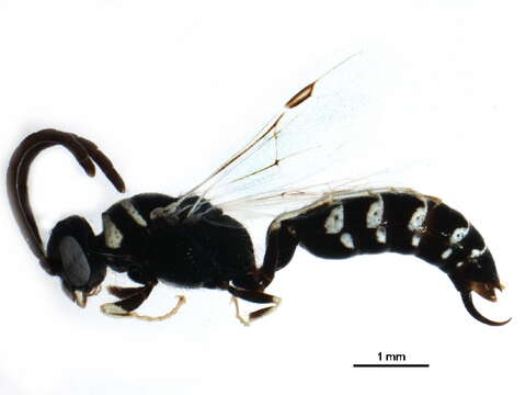 Image of thynnid wasps