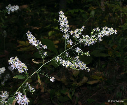 Image of common blue wood aster