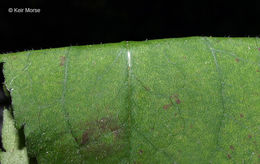 Image of common blue wood aster