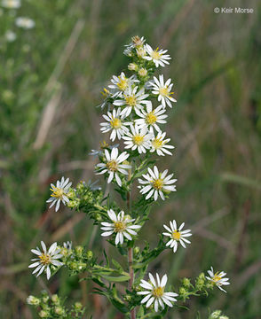 صورة Symphyotrichum ericoides (L.) G. L. Nesom