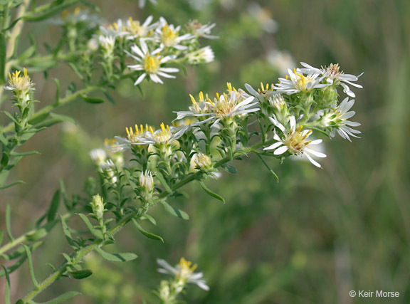 Image of white heath aster