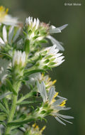 Image of white heath aster