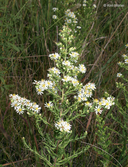 Image of white heath aster