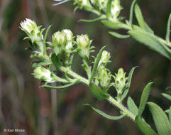 Image of white heath aster