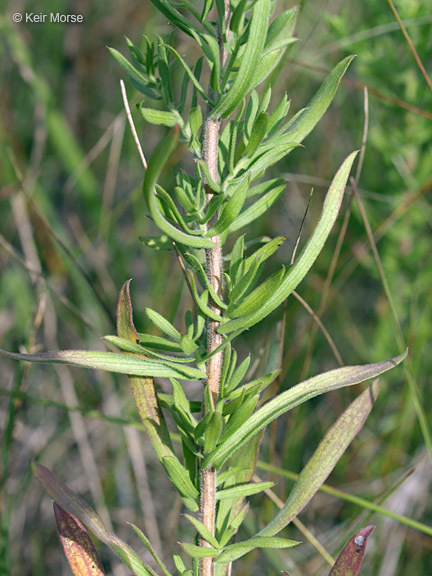 صورة Symphyotrichum ericoides (L.) G. L. Nesom